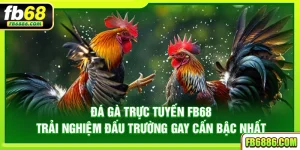 Đá gà trực tuyến FB68 - Trải nghiệm đấu trường gay cấn bậc nhất