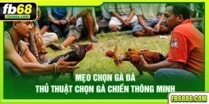Mẹo chọn gà đá - Thủ thuật chọn gà chiến thông minh
