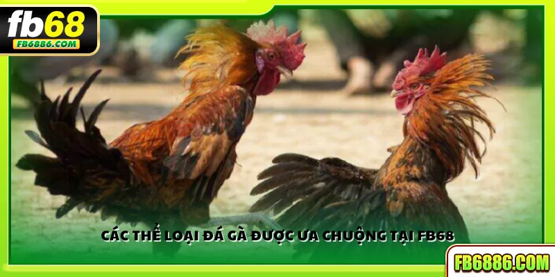 Các thể loại đá gà được ưa chuộng tại FB68