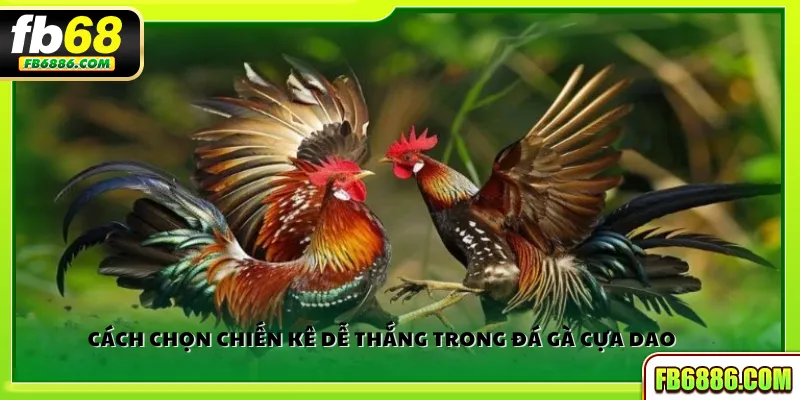 Cách chọn chiến kê dễ thắng trong đá gà cựa dao