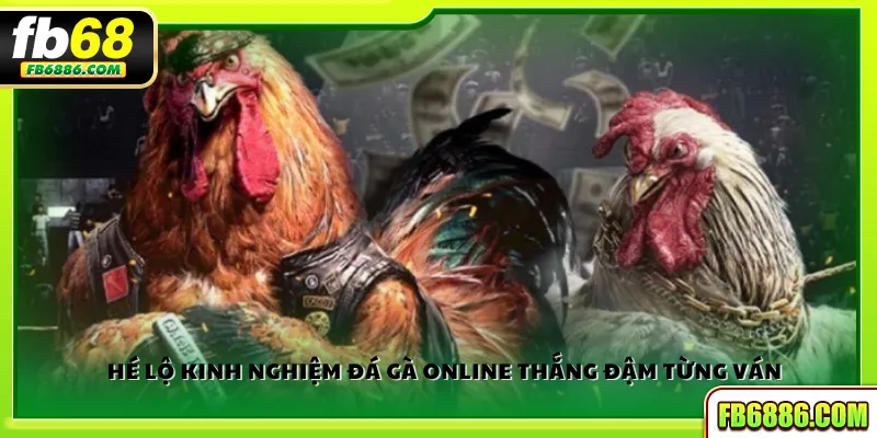 Hé lộ kinh nghiệm đá gà online thắng đậm từng ván